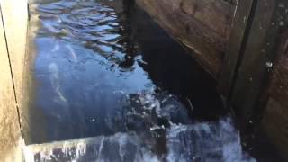 Salmon jumps right at camera pt 2