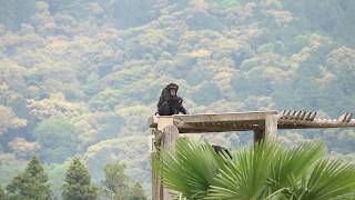 【京都市動物園 チンパンジー】ニイニとロジャータワーで遊ぶ