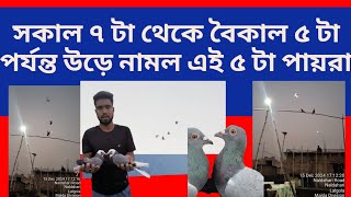 EP-107 শীতের দিনে এই ৫ টা পায়রা সারাদিন উড়ল+917479324586 IN THE WINTER PIGEONS FLYING ALL OVER DAY