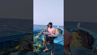 பாகுபலி போல் கிழவாளை மீனை தூக்கும் அரிய காட்சி 🌊 TharuvaikulamMeenavan