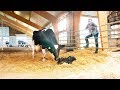 COWcontrol™ Heat Detection user interface