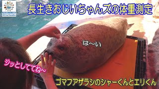 【アザラシ】おじいちゃんズの体重測定（伊勢シーパラダイス／水族館）