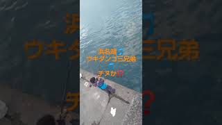 浜名湖🎵ウキダンゴ三兄弟🎵チヌか⁉️