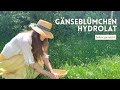 Gänseblümchen-Hydrolat ohne Destille selbst herstellen | DIY Pflanzenwasser für Naturkosmetik