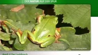 Der Laubfrosch