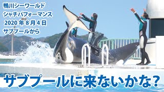 サブプールに来ないかな？【2020年8月4日　サブプールから　鴨川シーワールド　シャチパフォーマンス】Killer whale performance, Kamogawa Sea Worl