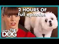 2 HOURS of the Greatest Full Episodes of all time! | It's Me or The Dog