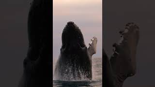 Breaching Humpback whale! Monterey, Ca