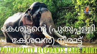 Puthuppally Elephants Care Point| Puthuppally Kesavan| Puthuppally Kesavan's bath in the river| Kesu