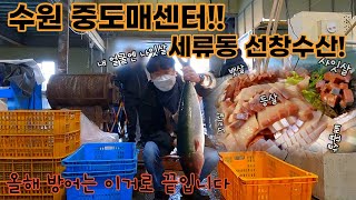 수원시 세류동 선창수산!! 도매가격으로 방어 한 마리 구매했습니다.