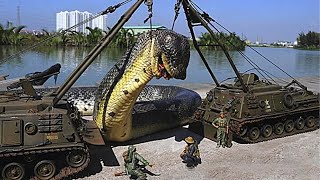 The Largest Snake On Earth Was Caught On Camera. Is that a Titanoboa???