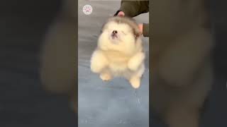 🐶✨ Cutest Puppy Ever! Heart-Melting Moments! 🐾❤️