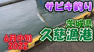 茨城県　久慈漁港　サビキ釣り　６月中旬　2022　小サバどこ行った？