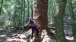 台灣行山推介：谷關七雄之初探屋我尾山