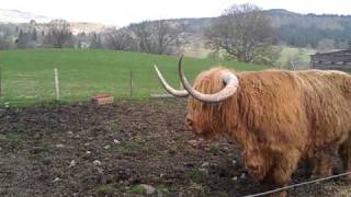 Scottish Highland Long Hair Cattle Bull, Scotland