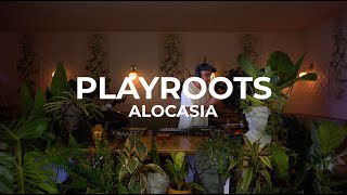 Organic house, reggae dub and downtempo live set with @Playroots  - Alocasia TV Santiago