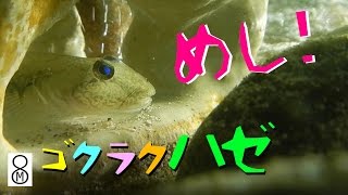 ゴクラクハゼ、めし！　エサの食べ方をアップで見てみた。