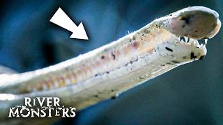 10 Fish With Terrifying Teeth River Monsters