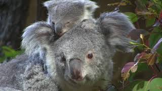 コアラ の赤ちゃん　こまち　Koala Holly's first baby