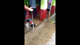 Snake Rescue Live | White Russel Viper | Chandana Boda Sapa | ଚନ୍ଦନ ବୋଡା ସାପ