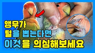 When a parrot pulls out its fur, it might be 'pollyfolliculitis'