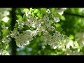 画眉鳥の声と初夏の花ムラサキセンダイハギ黒花蠟梅ほんとうの矢車草など