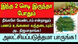 இந்த 2 செடி உங்களிடம் இருந்தால் நீங்களே வேண்டாம் என்றாலும் பணம் அதிகம் சேரும்! LIVE