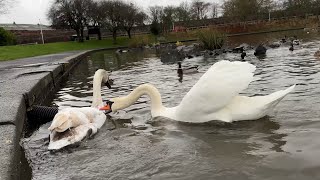 Mute Swan Cob Sid begins the process of removing the youngsters