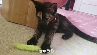 「さび猫の魅力」わたしが譲渡会で一目ぼれしたのは小さなさびねこでした。