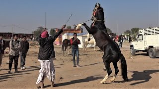 Nagaur Festival - Pushkar Cattle Fair, Day2