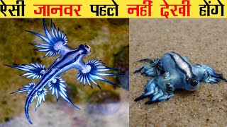 भारत में पाए गए 5 अज्ञात जीव || 5 unknown creatures found in India || OFFBEAT || OFF BEAT