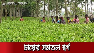 সমতল ভূমিতেই এখন চা চাষ! লালমনিরহাটে বাড়ছে কৃষকদের আগ্রহ | Lalmonirhat Tea