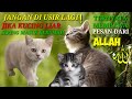 Arti Kucing Masuk Rumah Kita | Kucing Liar