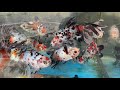 寿恵廣錦を見に行きました！【土浦観賞魚さん】