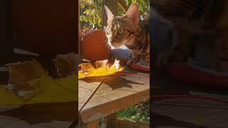 Ellie: Bengal🍁🐾🎃 #bengalcat #catio #outdoors #fall #leaves #maple #cat #catvideos #shorts #cutecat