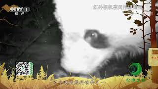 《秘境之眼》 大熊猫 20230213| CCTV