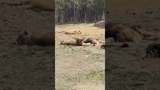 Sleeping lions. 잠자고 있는 사자들.