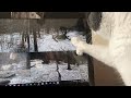 Cat Watches Wolves on Webcam