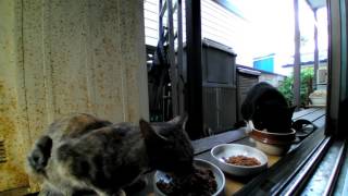 20160814野良猫ミーヤ母とハチワレの朝食