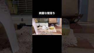 うさぎの寝落ちる瞬間　#うさぎ #shorts #animalshorts #rabbit #bunny #寝落ち