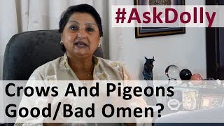 Ask Dolly: Do Crows And Pigeons In Neighborhood Signify Good/Bad Omen?