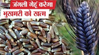 गेहूं की ये सदियों पुरानी किस्म क्या दुनिया को बचाएगी? | Wheat Super Variety?