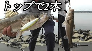 真昼間にトップで2本－涸沼シーバス－やまいぬ