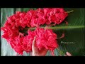 Easy Hibiscus garland/hibiscus mala/Ganesha special mala/DIY red fresh flower Garland /poo maali