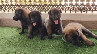 #Belgian Malinois #Puppies available with KCI @Nagercoil @Mob-8667256336#