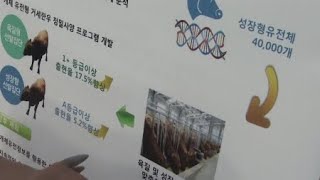 한우 생산비 줄이고 고기 늘리는 기술 개발 / YTN 사이언스