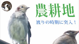 【野鳥観察】2021年秋、渡り時期の農耕地！電線にコムクドリ！蓮の上のセグロセキレイ！　Vlog35