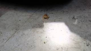 Frog eats wolf spider with babies!