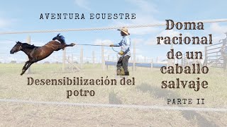 Doma racional de un caballo salvaje: Desensibilizando al potro (parte 2)