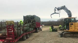 Christmas Tree Harvest (Cutting, Dragging, Bailing, and how we ship Christmas trees)